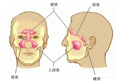 鼻窦结构