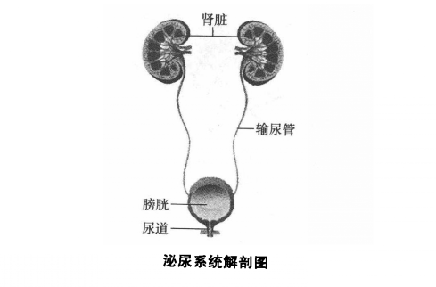 泌尿系统检查项目有哪些