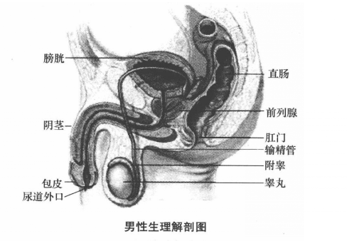 前列腺检查的常见疾病有哪些