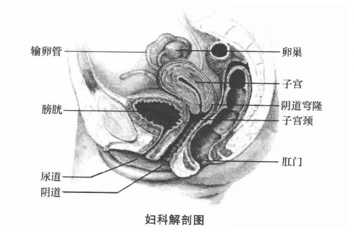 妇科检查需要检查哪些项目