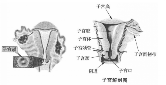 妇科检查需要检查哪些项目