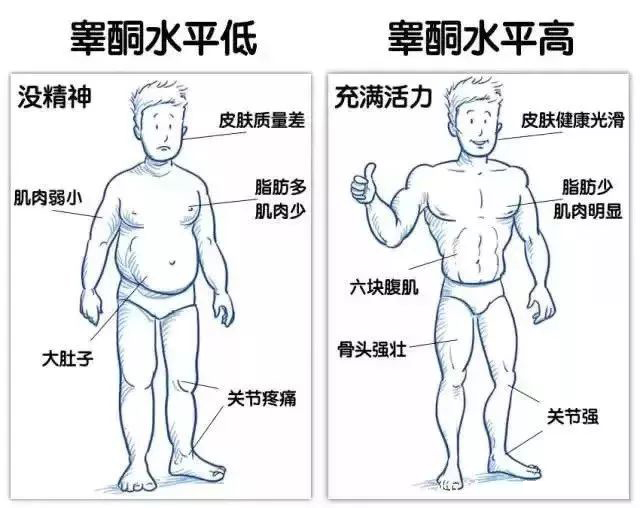 睾酮高低区别